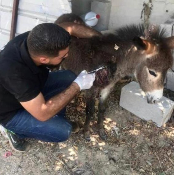 Safe Haven for Donkeys tweet media