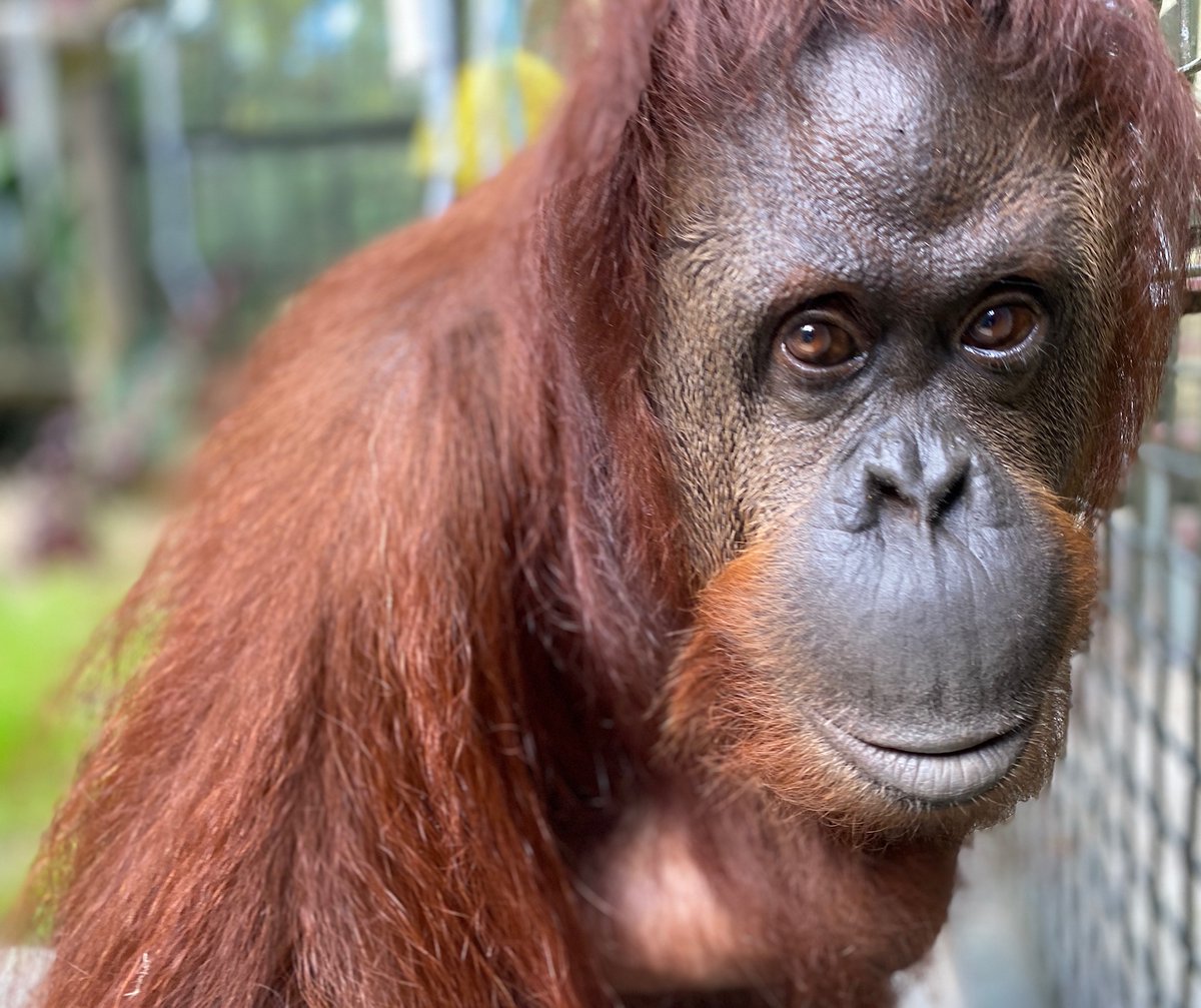 CenterForGreatApes tweet media