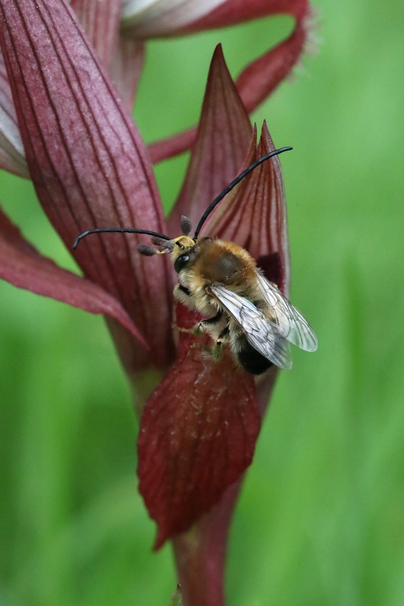 dunnjons's tweet photo. Every dog has his day, they say. And it turns out that even robberflies do too - today is #WorldRobberflyDay.
So here's Laphria aurea, an absolute UNIT of a robberfly, lurking in ambush for a sleepy bee hoping to snooze in a Serapias carica #orchid in Rhodes. Also, one such bee. https://t.co/6YQTAmEb5E