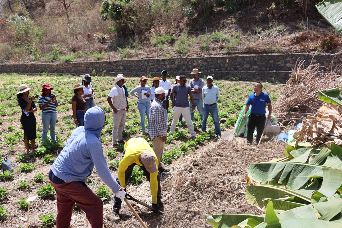FAOCaboVerde's tweet image. @FAO 🇨🇳 🇨🇻  #SouthSouth Cooperation

🌱 Strengthening agricultural expertise in #CaboVerde!
20+ Cape Verdean technicians &amp;amp; farmers took part in organic composting trials. 

Proven results in maize &amp;amp; sweet potato show: Organic fertilizers = higher yields &amp;amp; soil resilience. 

#SSTC