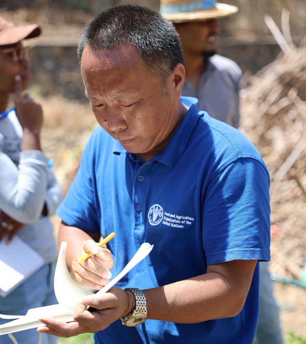FAOCaboVerde's tweet image. @FAO 🇨🇳 🇨🇻  #SouthSouth Cooperation

🌱 Strengthening agricultural expertise in #CaboVerde!
20+ Cape Verdean technicians &amp;amp; farmers took part in organic composting trials. 

Proven results in maize &amp;amp; sweet potato show: Organic fertilizers = higher yields &amp;amp; soil resilience. 

#SSTC