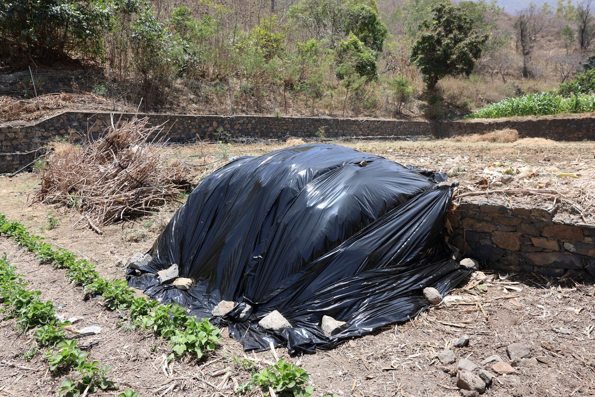 FAOCaboVerde's tweet image. @FAO 🇨🇳 🇨🇻  #SouthSouth Cooperation

🌱 Strengthening agricultural expertise in #CaboVerde!
20+ Cape Verdean technicians &amp;amp; farmers took part in organic composting trials. 

Proven results in maize &amp;amp; sweet potato show: Organic fertilizers = higher yields &amp;amp; soil resilience. 

#SSTC