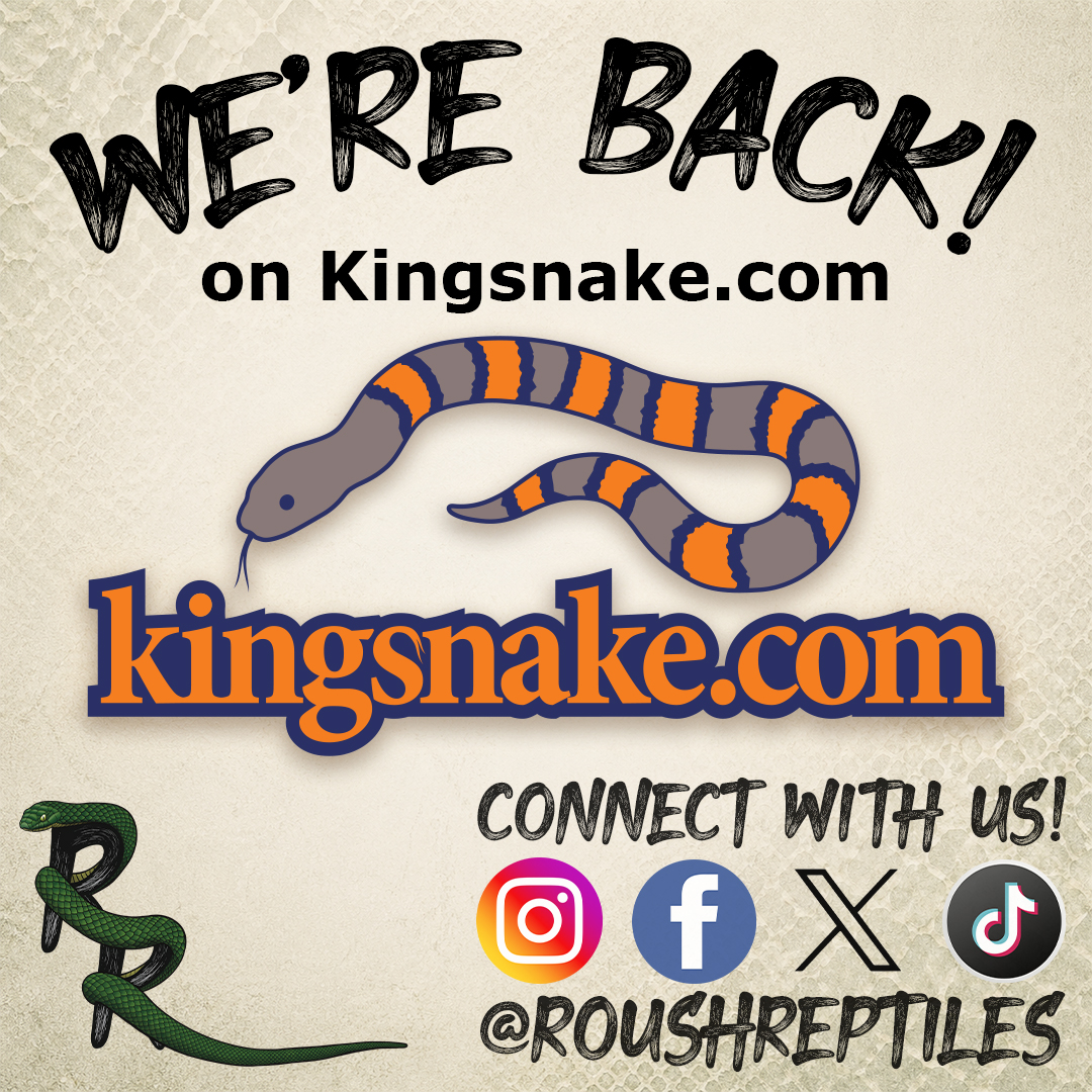 RoushReptiles's tweet image. Back on Kingsnake.com!
From browsing it years ago to now posting as a business, it’s cool to come full circle. We’re also adding listings to a more classified platforms this week  — stay tuned.
•
•
•
#Kingsnake #ReptileCommunity
#Classifieds #HerpLife
#RoushReptiles