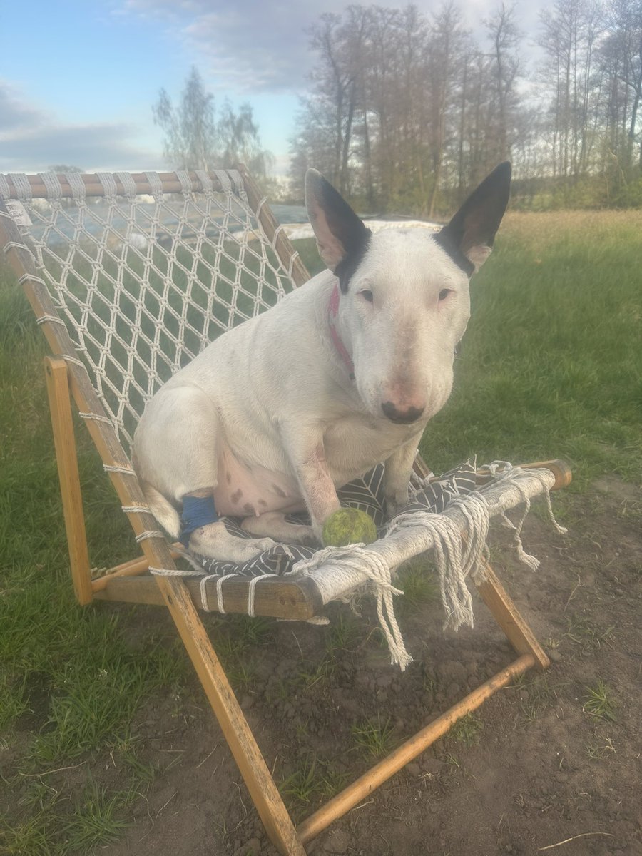 Lidka Pastusiarska z borderami 🐶🐱💩🤮 tweet media
