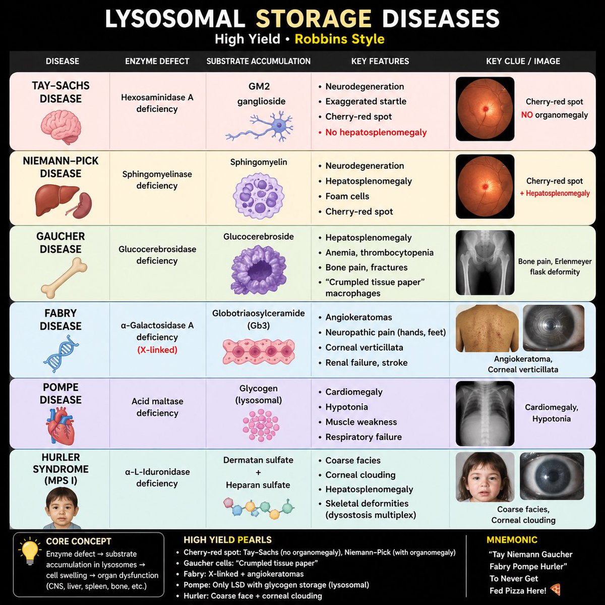 rpsingh1894's tweet image. 🧬 Lysosomal Storage Diseases — High Yield

🔴 Cherry-red spot?
→ Tay–Sachs (no organomegaly)
→ Niemann–Pick (with organomegaly)

🟢 Gaucher → bone pain + “crumpled” cells
🔵 Fabry → X-linked + angiokeratoma

📌 Pattern recognition = diagnosis

#Pathology #MedTwitter