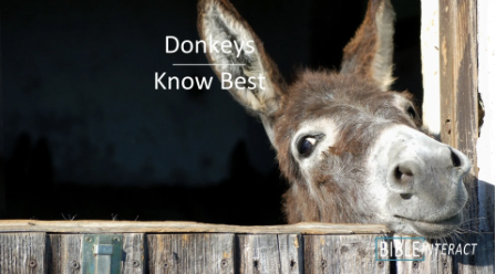 bibleinteract's tweet photo. Could a donkey’s quiet wisdom teach a lesson about slowing down and savoring life’s simple moments?

Find the article and more here or through the link in our bio! https://t.co/sKoL1MDnOX https://t.co/7d4sy4eZ9z