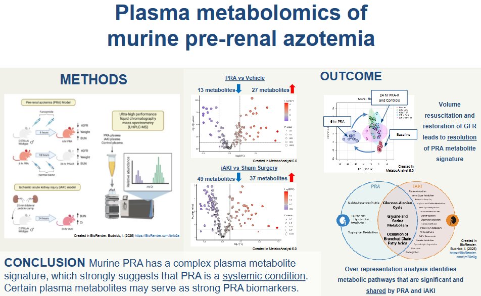 AJPRenal's tweet photo. New #metabolism research in this #ArticleinPress, Plasma metabolomics analysis in murine prerenal #azotemia reveals changes in energy substrates, #amino acid metabolism, and uremic #toxins (Isadore Budnick et al. @CUAnschutz):
https://t.co/Kl16gDn7qp https://t.co/9IbB4GNmLe
