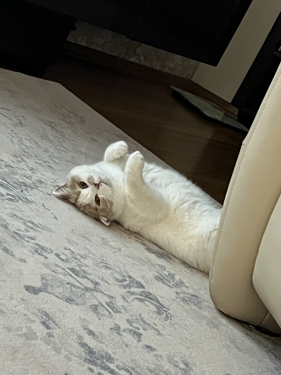 Crow Dolphin tweet media