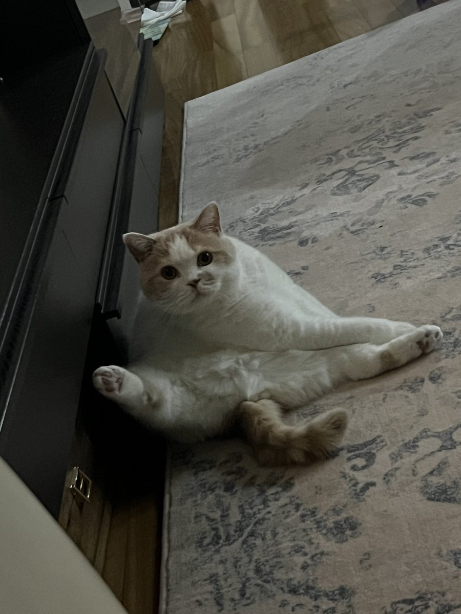 Crow Dolphin tweet media