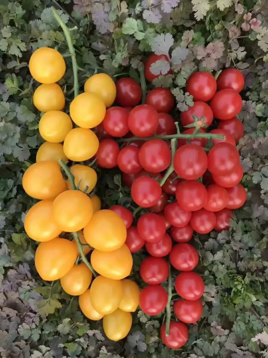 Aydnzer10761383's tweet image. New Find Alert!   Fresh organic cherry tomatoes from @GreenHarvestFarm:  - Crisp, sun-ripened bite  - Sweet with zesty tang  - No blemishes, juicy AF  Perfect for salads, snacking or bruschetta!  #FoodieFinds #OrganicEats