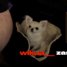 Misa 🦴 naukosick pilled @_@ tweet media