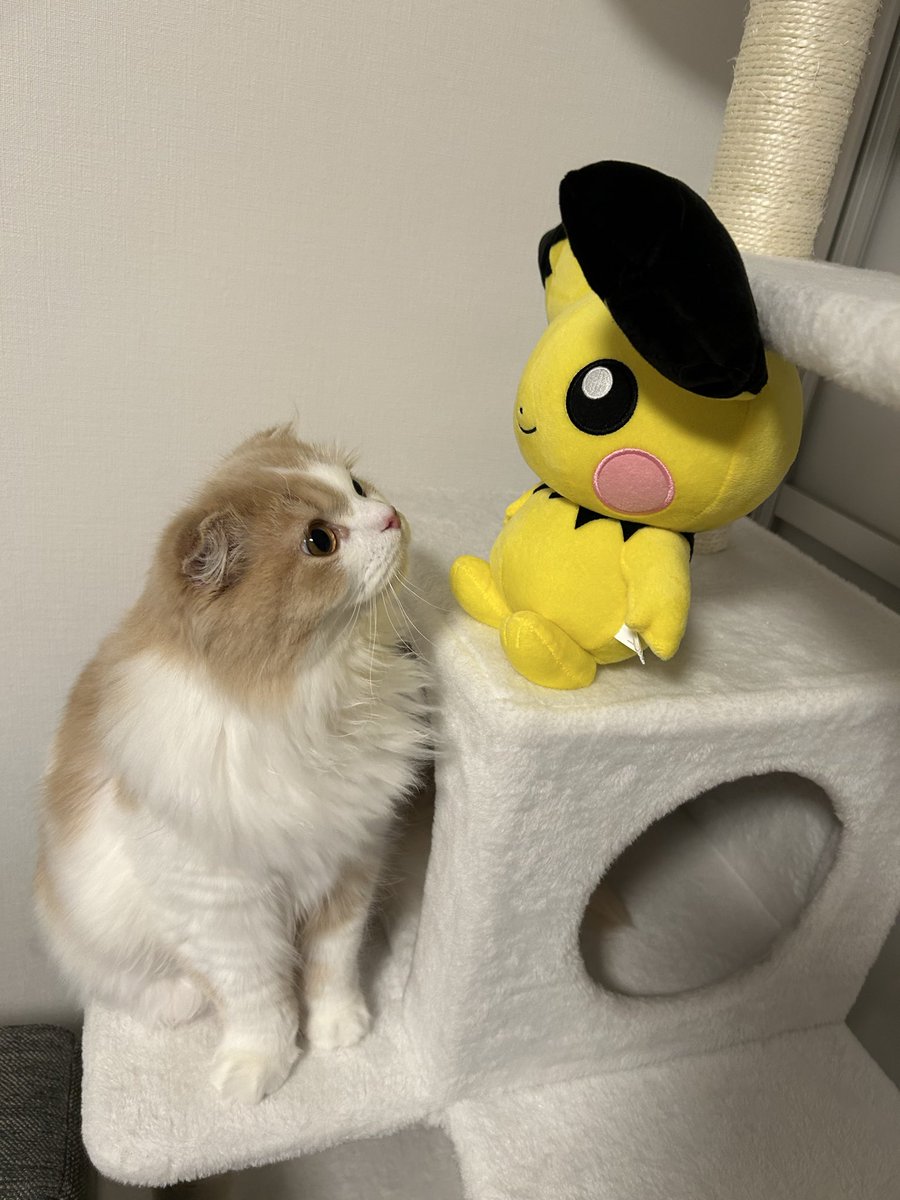 らいくん🐾໊ tweet media
