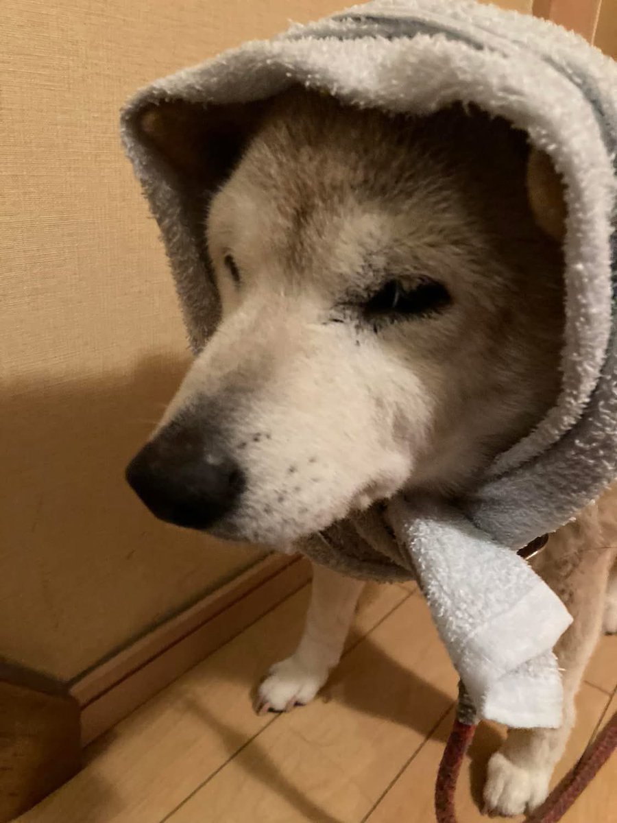 柴犬クウ 17歳🌈 tweet media