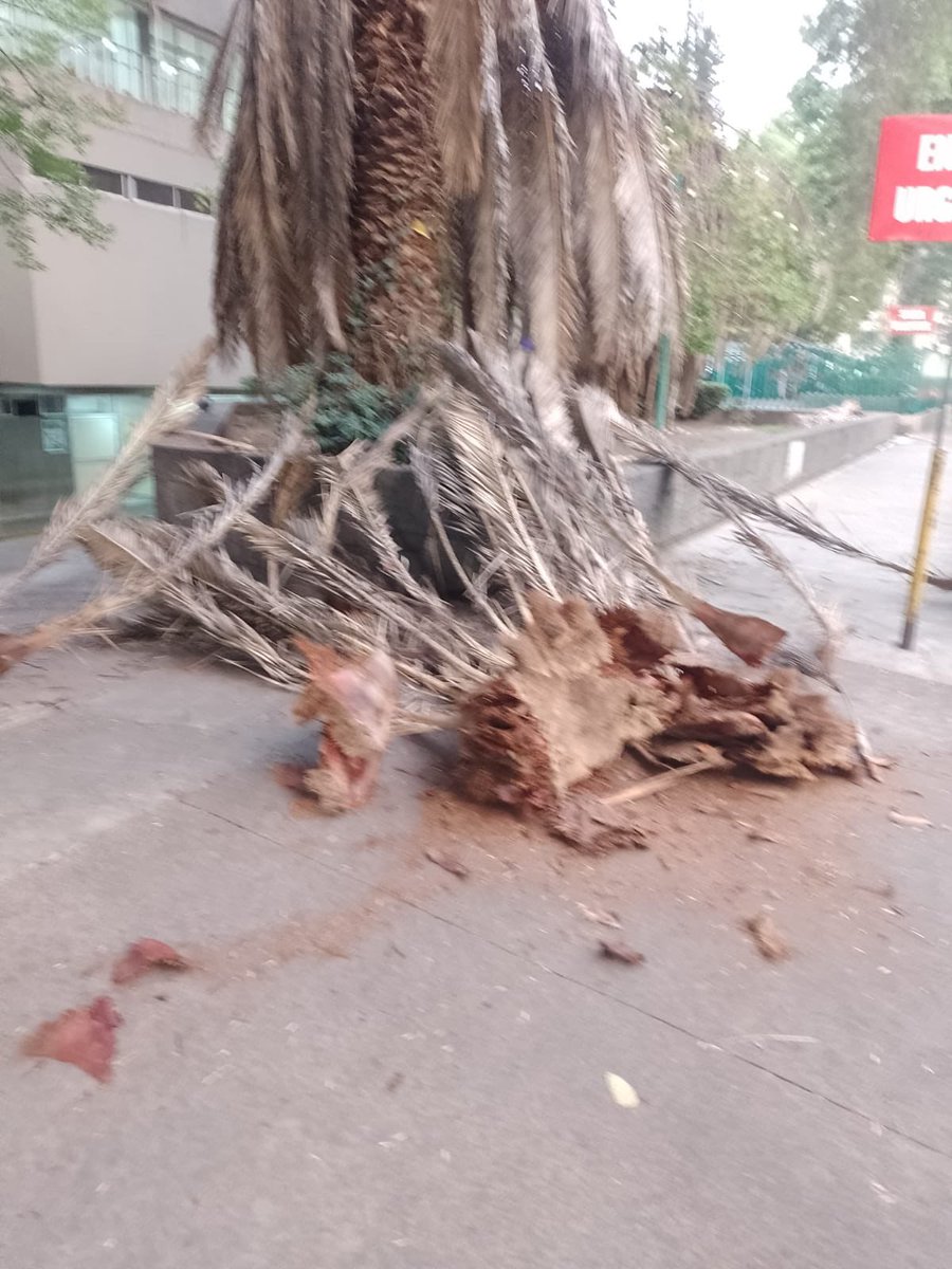 HugoTorresCDMX's tweet image. En Avenida Gabriel Mancera a la altura del número 800 en ma Colonia #DelValle #BenitoJuarez vecin@s nos solicitan el auxilio de las autoridades para el retiro de estas palmeras ya enfermas que implican un riesgo ⚠️ como se aprecia en las imágenes. 

Hacemos solicitud, por