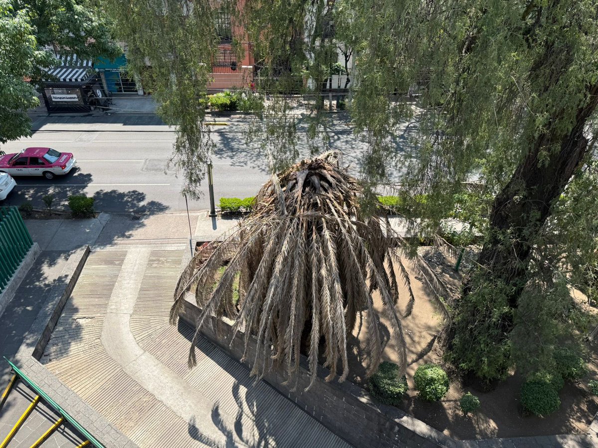 HugoTorresCDMX's tweet image. En Avenida Gabriel Mancera a la altura del número 800 en ma Colonia #DelValle #BenitoJuarez vecin@s nos solicitan el auxilio de las autoridades para el retiro de estas palmeras ya enfermas que implican un riesgo ⚠️ como se aprecia en las imágenes. 

Hacemos solicitud, por