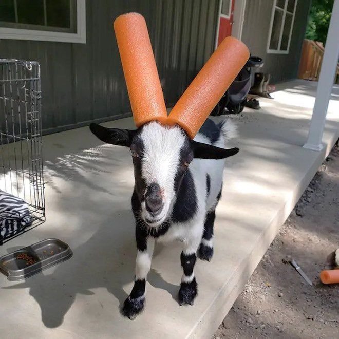 Goats who don't stop headbutting have to wear pool noodles
