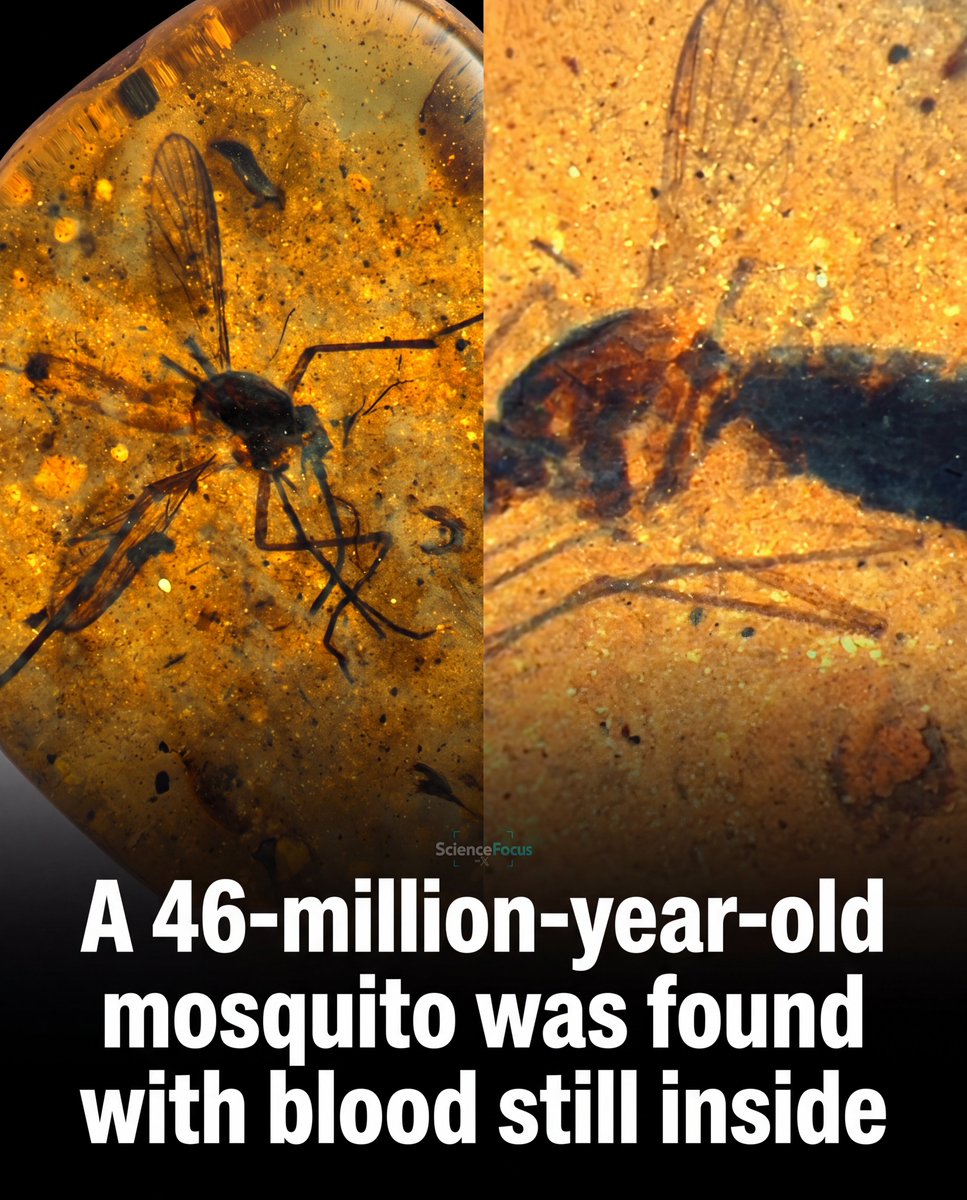 ScienceFocus tweet media