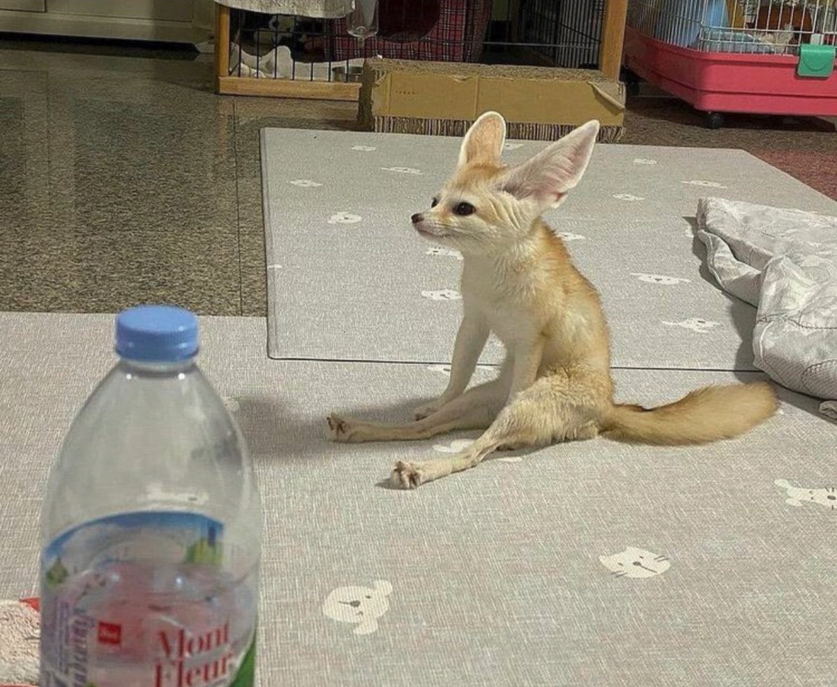Cat is life ~猫は人生~ tweet media