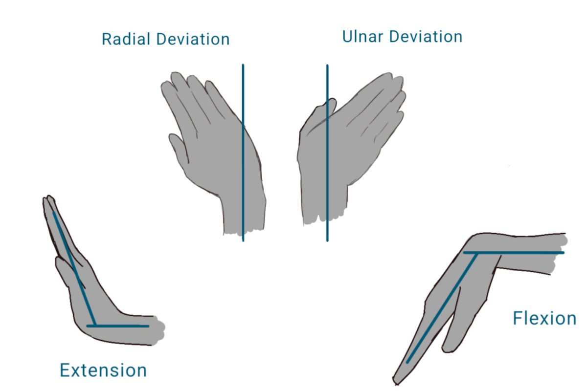 Hand Rotation Distal AnatomyArchive (@AnatomyArchive_) / Posts / X
