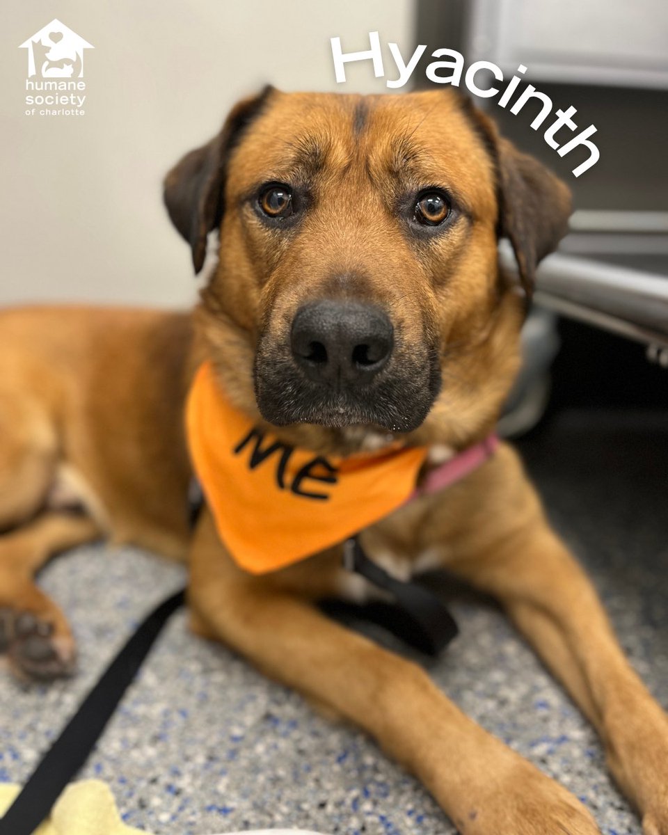 Humane Society of Charlotte tweet media