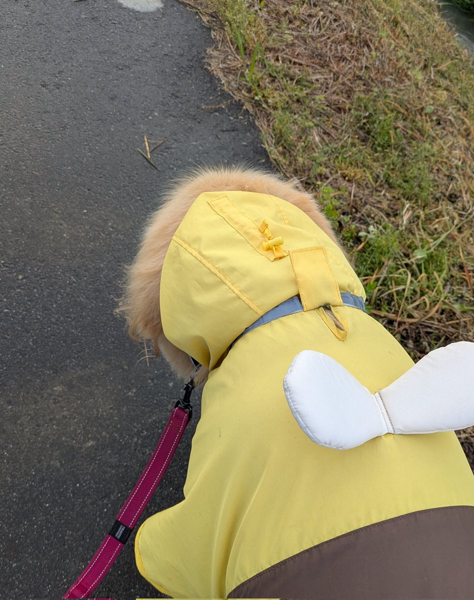 ともぷう tweet media