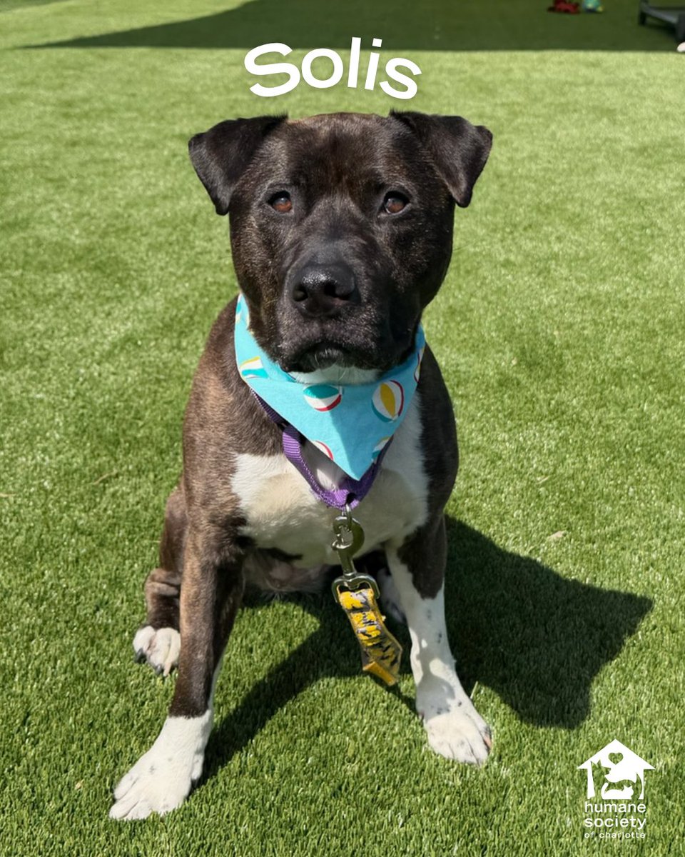 Humane Society of Charlotte tweet media