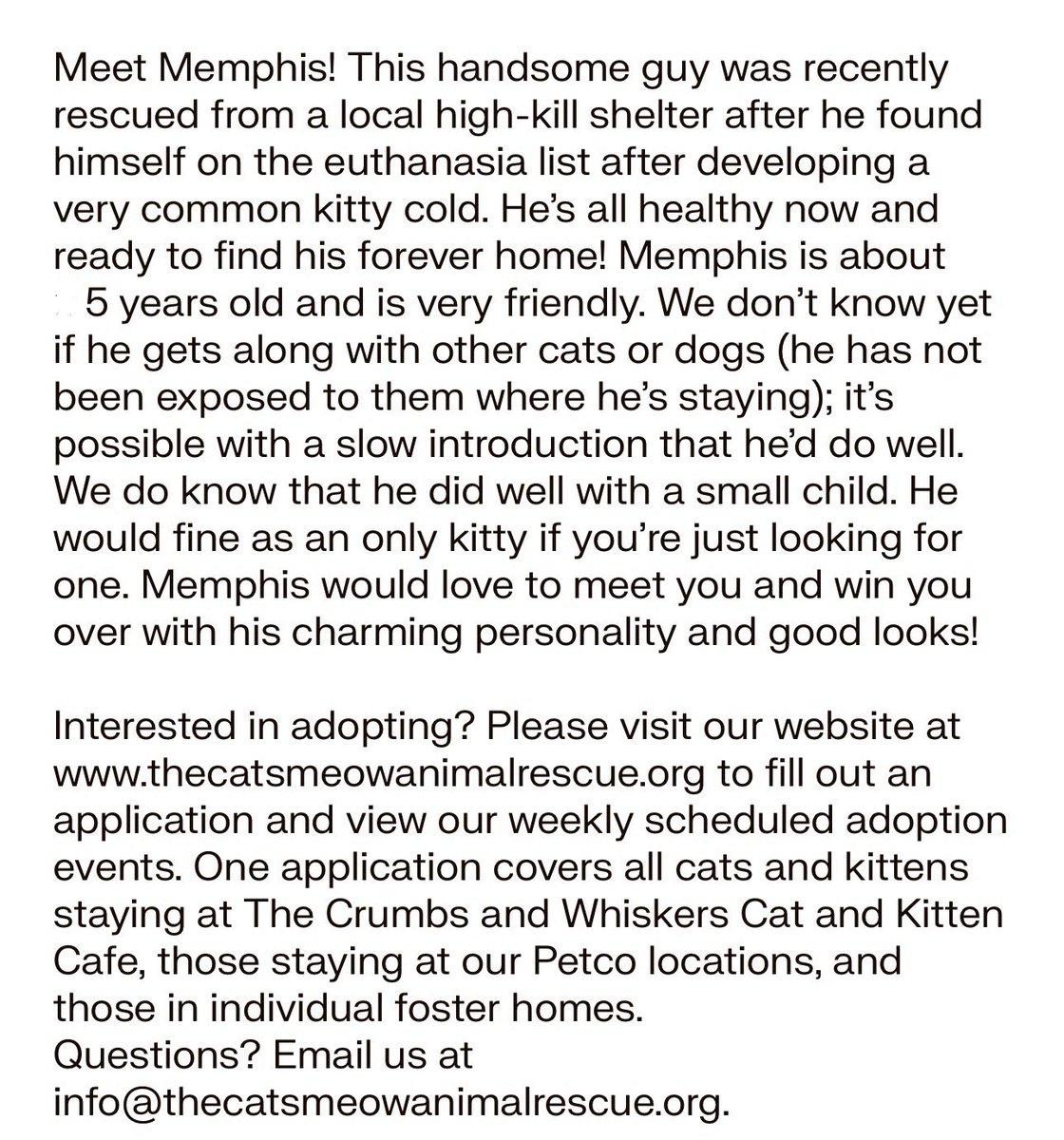 TheCatsMeowInc's tweet image. Help Memphis find a #foreverhome w a share

This 5.7yo guy was saved from the euth list and has been w our #LosAngeles rescue for 3+ years

He’s spoiled in his foster home and expects the same from his new family!

#forgottensoulshour #AdoptMe #AdoptDontShop