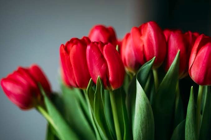 robynconnery1's tweet image. Happy new month! Welcome to the beautiful month of May. May it be filled with food for all the senses, loving kindness and compassion as we reside in the present moment #mindfulness #meditation #gratitude #kindness #serenity
#plants #flowers #tulips