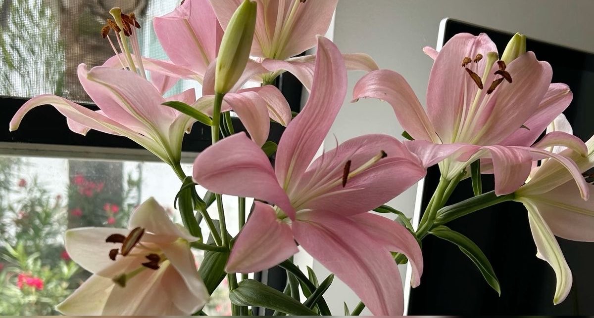 jstll0's tweet photo. Pink lilies https://t.co/YHIkYJFuNe
