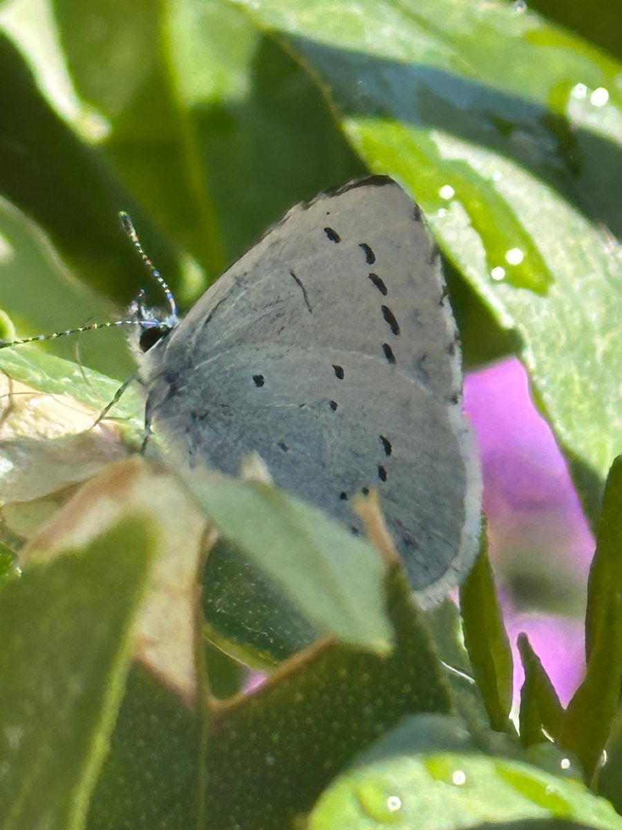Cazlar123's tweet image. Lots of holly blue butterflies in the garden this week 🦋🦋🩵
#InsectThursday