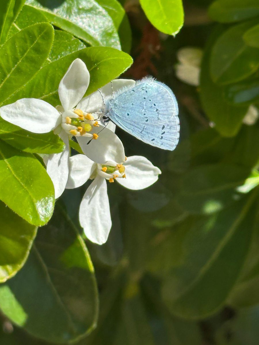 Cazlar123's tweet image. Lots of holly blue butterflies in the garden this week 🦋🦋🩵
#InsectThursday
