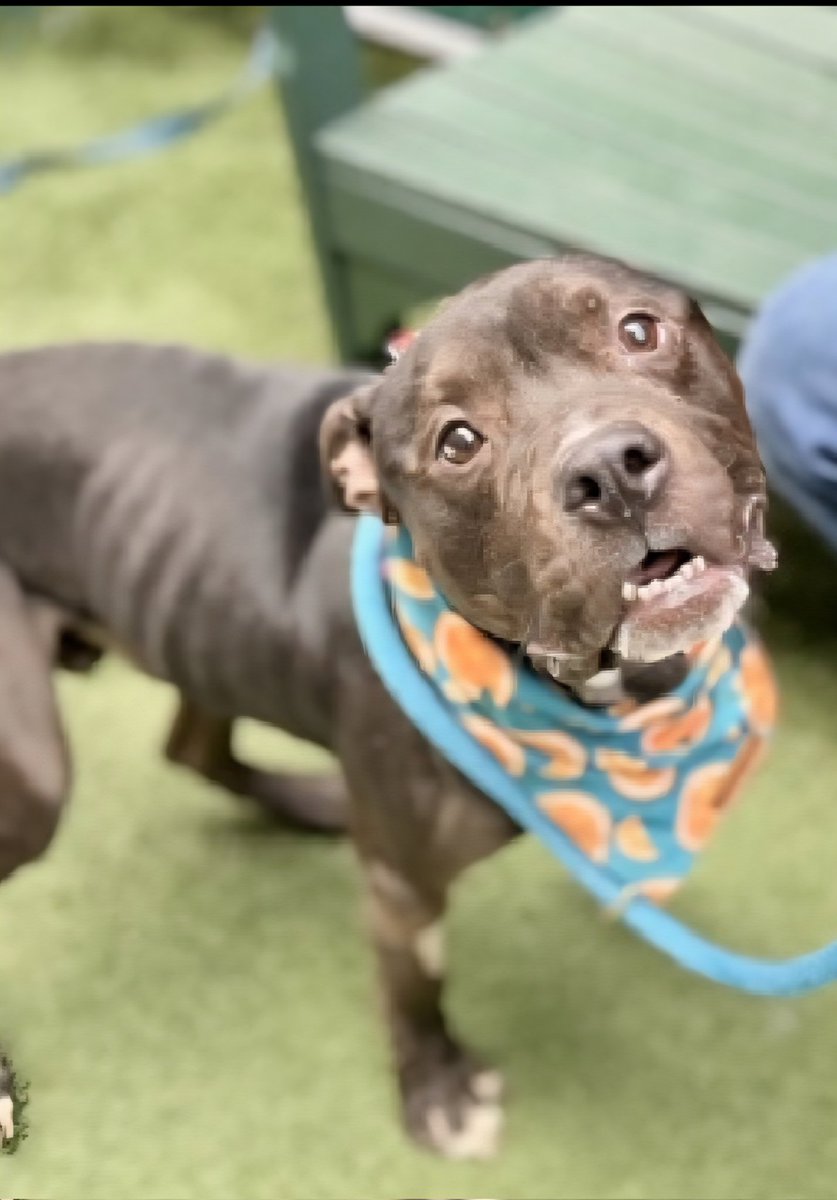 TAV4ACCMedicals's tweet photo. #AdoptaShelterPetDay
Heroes
They come in all shapes & sizes
#Adopters #Fosters #Volunteers #Donators #Voices
Y'all are the best
Last day of #AnimalAbusePreventionMonth
Freybug🥰💝
He deserves to be healthy & loved
Already the happiest, bestest boy
Will you help get him home? https://t.co/EqAOfgCKWX