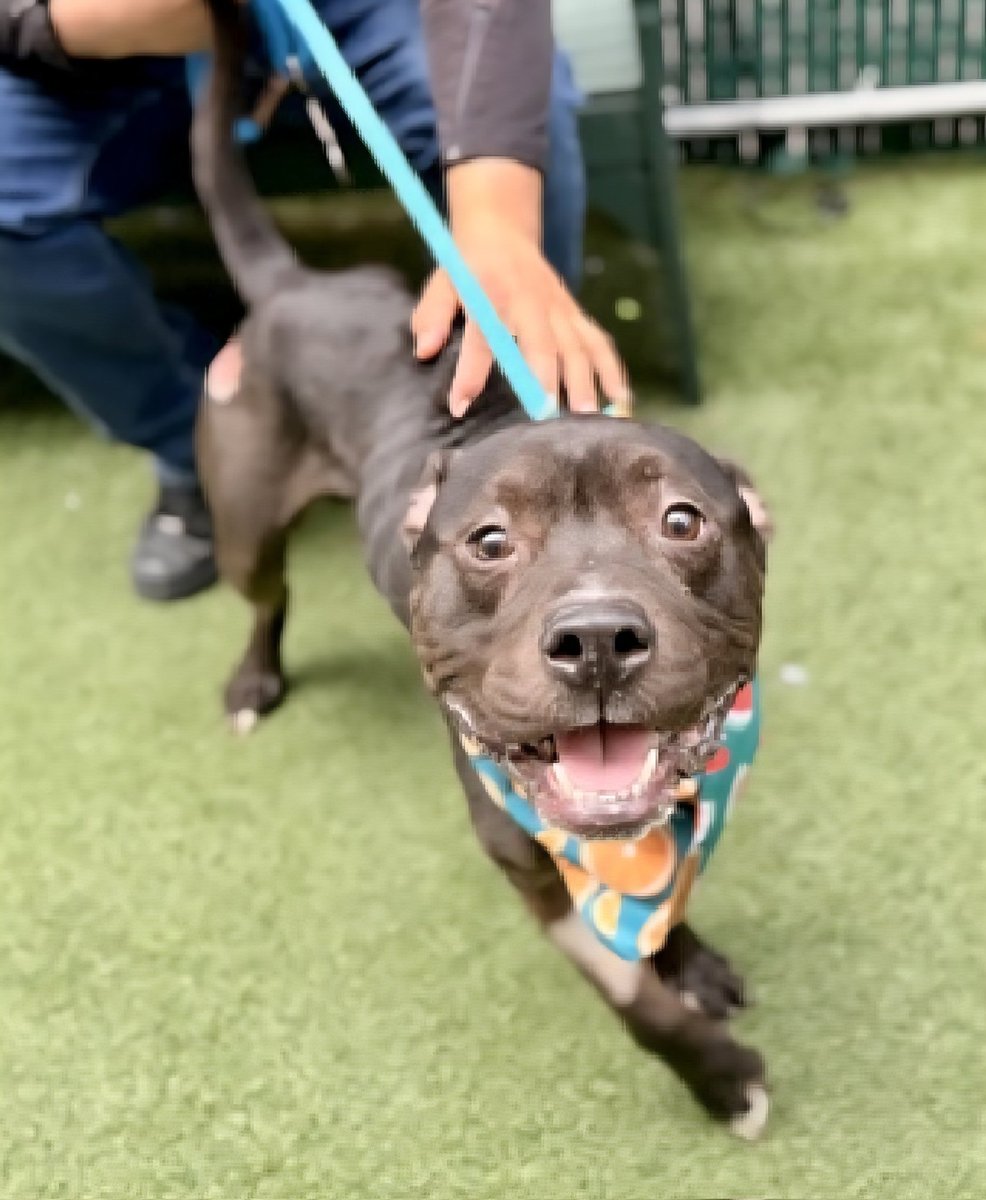TAV4ACCMedicals's tweet photo. #AdoptaShelterPetDay
Heroes
They come in all shapes & sizes
#Adopters #Fosters #Volunteers #Donators #Voices
Y'all are the best
Last day of #AnimalAbusePreventionMonth
Freybug🥰💝
He deserves to be healthy & loved
Already the happiest, bestest boy
Will you help get him home? https://t.co/EqAOfgCKWX