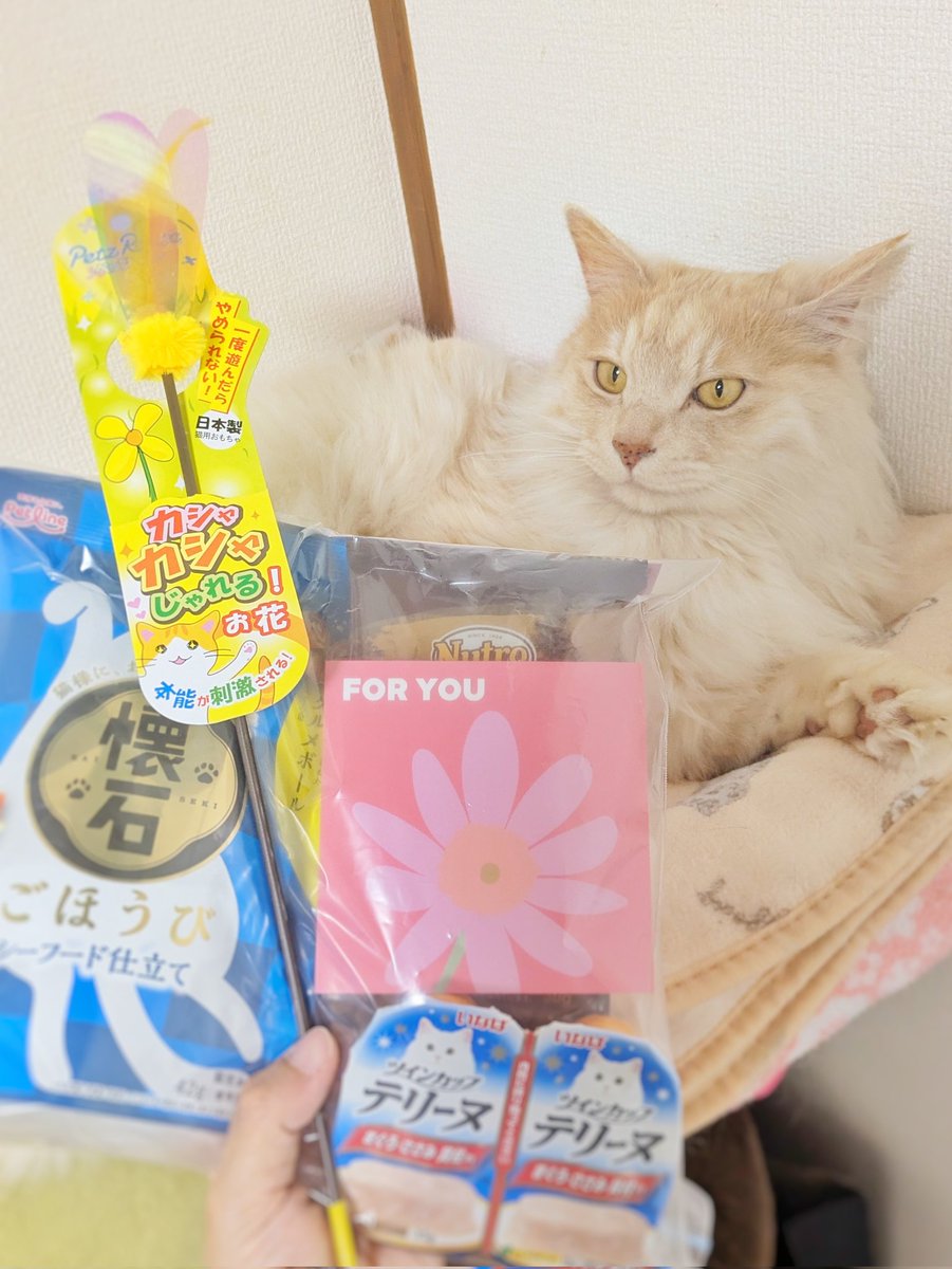 ねこにんじん🥕 tweet media