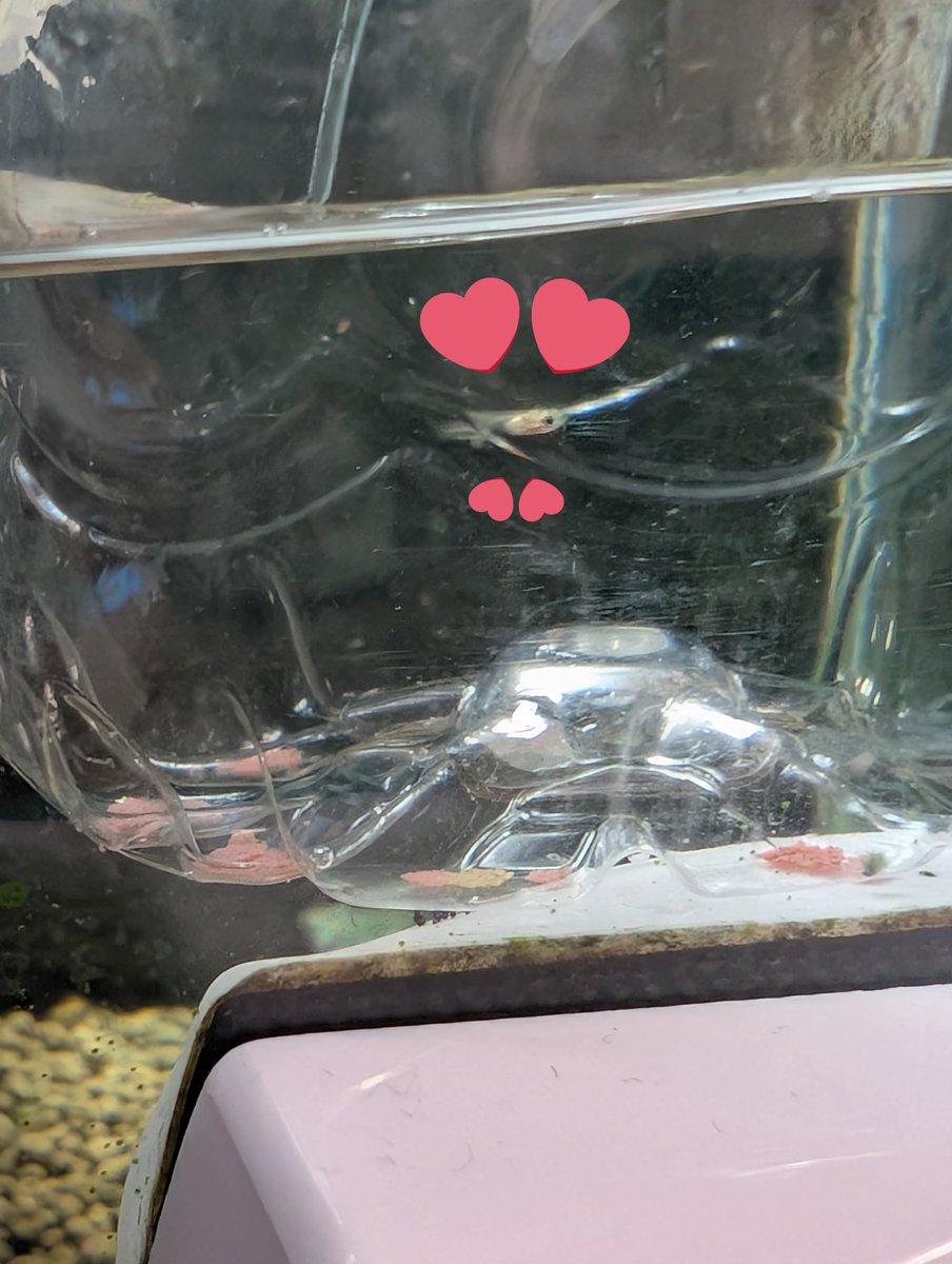 飼っている熱帯魚のグッピーが赤ちゃん2匹産みました👶
雌のお腹見たらパンパンなのでまだ産みそう！🫄
グッピーは卵ではなく直接稚魚を産むんです🤱