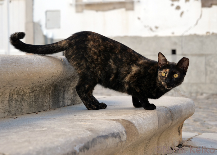 犬猫写真家 新美敬子 🐾 『猫とわたしの東京物語』（講談社文庫）絶賛発売中 tweet media