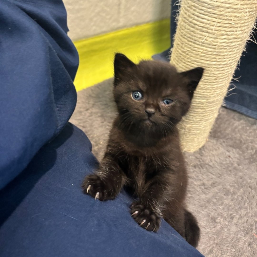 cotsdogscats's tweet image. ❤️Urgent Appeal: Meet Frankie and Otis 

These tiny kittens need specialist care to help them recover, grow strong, and get the healthy future they deserve, and they’re not alone.

Read their story and help now: cotswoldsdogsandcatshome.org.uk/help-support-o…

#AnimalRescue #Kittens #Charity