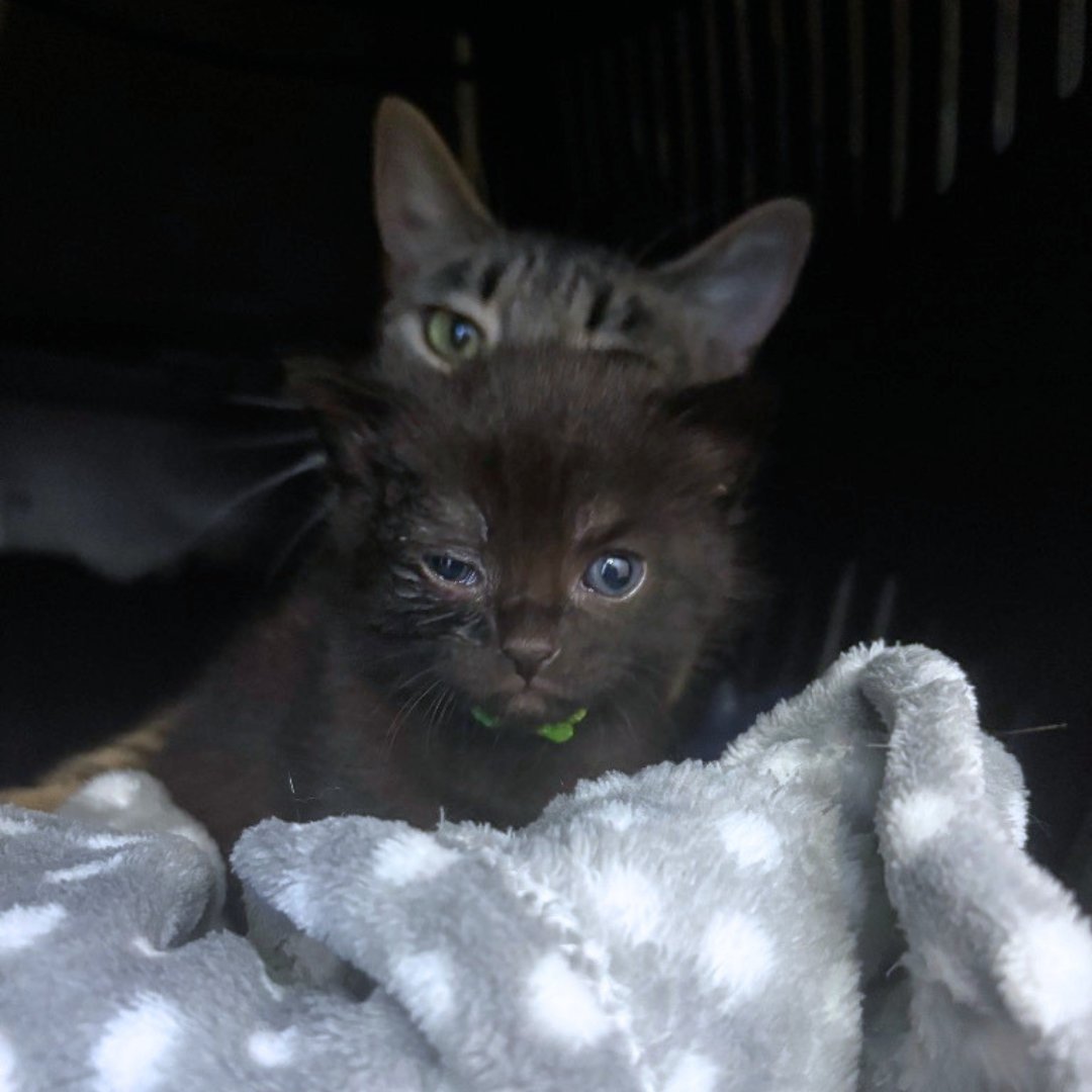cotsdogscats's tweet image. ❤️Urgent Appeal: Meet Frankie and Otis 

These tiny kittens need specialist care to help them recover, grow strong, and get the healthy future they deserve, and they’re not alone.

Read their story and help now: cotswoldsdogsandcatshome.org.uk/help-support-o…

#AnimalRescue #Kittens #Charity