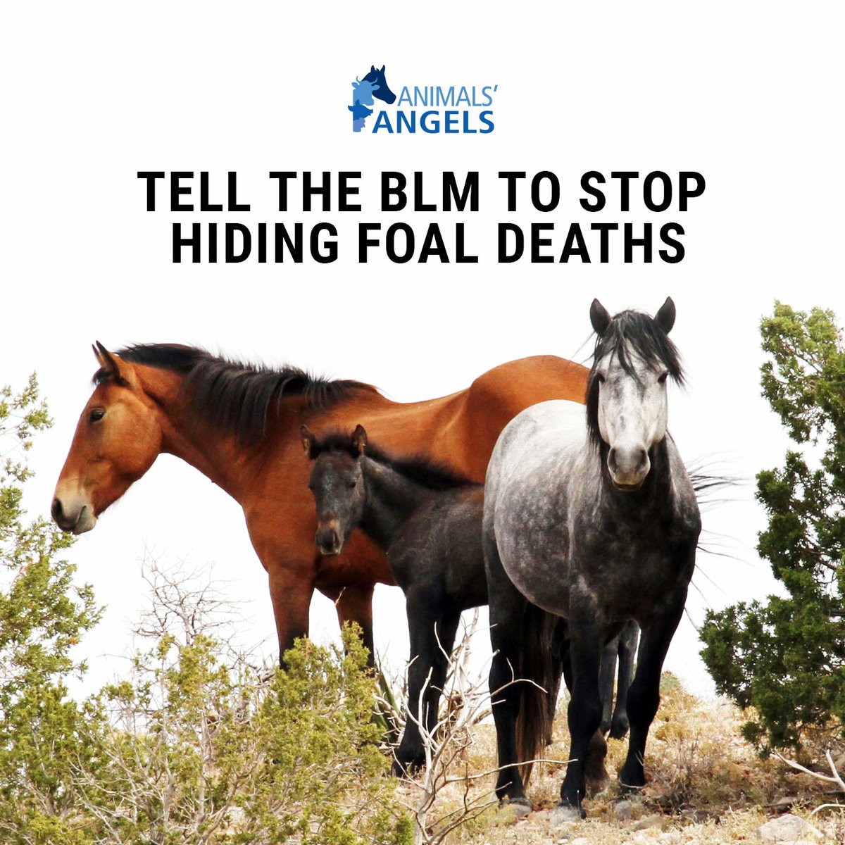 AnimalsAngelsUS's tweet photo. The bond + herd instincts of wild horses put them at risk during BLM roundups. New findings w/ @FreeWildHorses reveal foals are being born — and dying — in federal holding facilities without public accounting. Demand truth for America’s wild horses: https://t.co/6QpGySjgcA https://t.co/9vozAEaKEU
