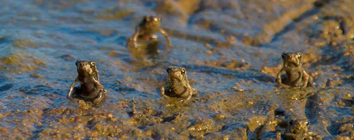 AfricanSkyTours's tweet photo. When the rainy season arrives, countless Bronze Cacos (Cacosternum nanum) emerge, their calls filling the air. The wet season's ideal breeding conditions provide ample water and food, supporting thriving biodiversity. #BronzeCacos #ExploreWithAfricanSky  #NatureWonder https://t.co/ALMwN2HnAe