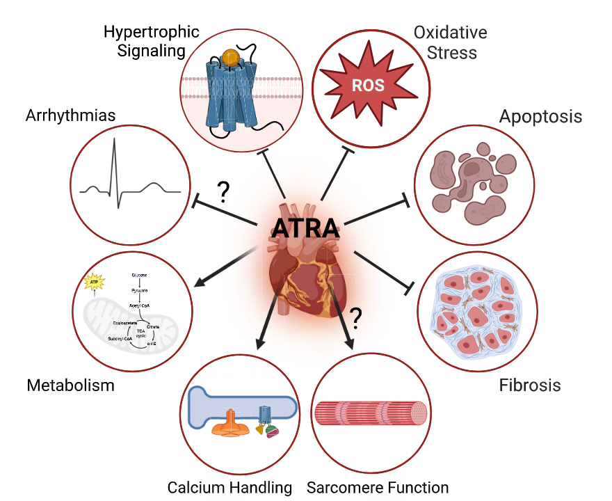 AJP-Heart and Circ tweet media