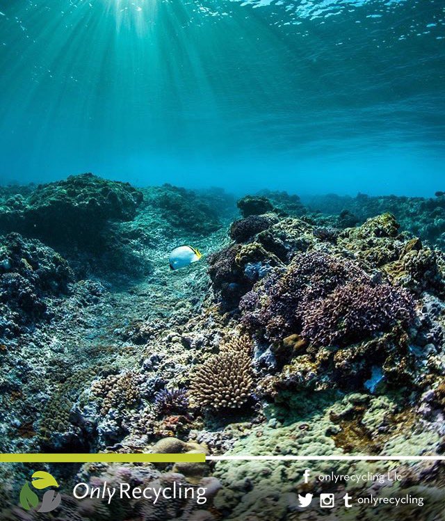 OnlyRecycling's tweet image. 🔝♻️🇺🇸 We must all contribute to the care of the environment.

#OnlyRecycling #Recycling #Environment #Miami #Florida #USA