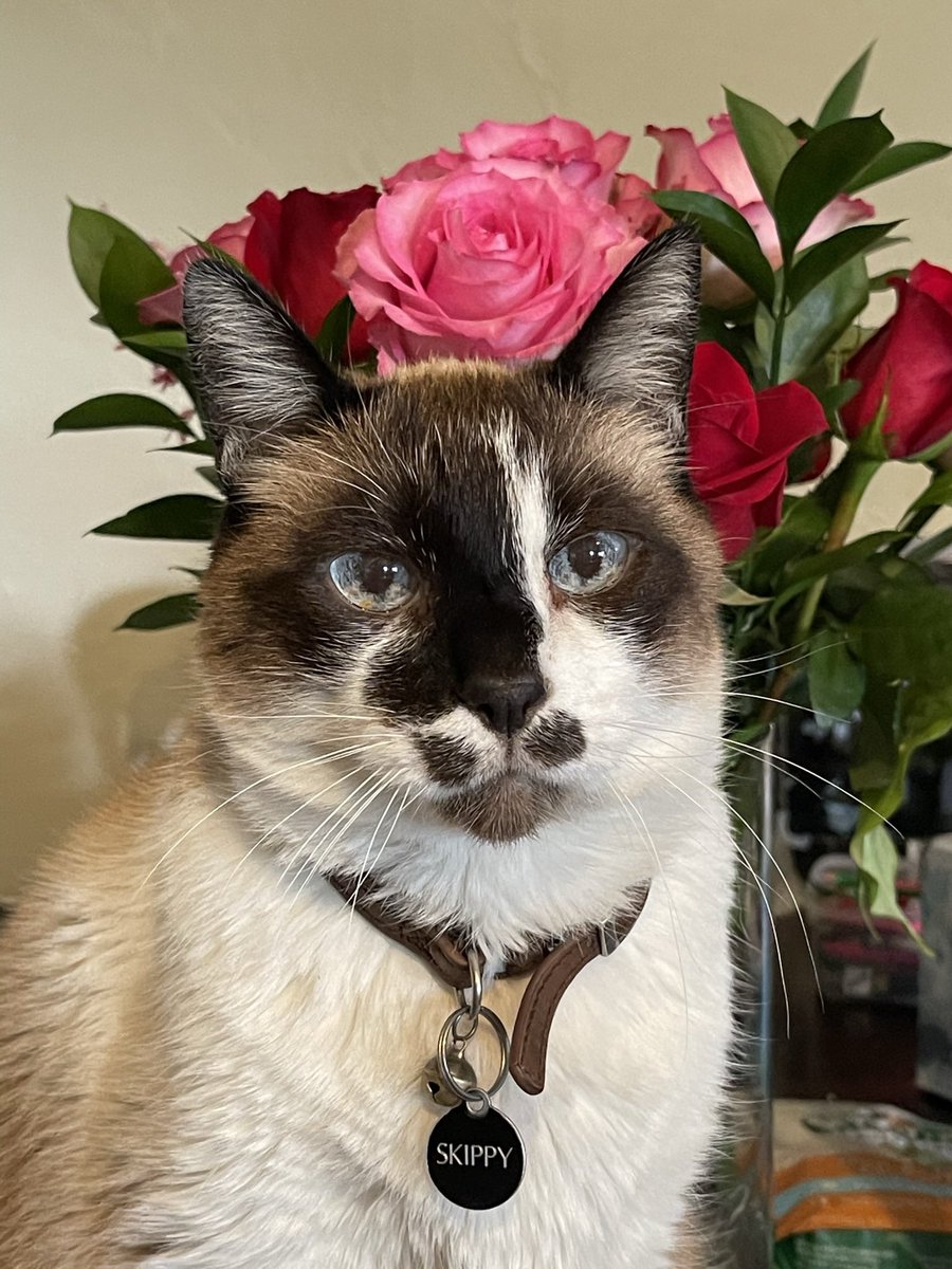 Andrea56822453's tweet image. A throwback to our sweet boy, Angel Skippy.🥰 Missed beyond words and loved beyond measure. 🌹
happy #ThrowbackThursday !❤️🐾

#CatsOfTwitter #CatsOfX