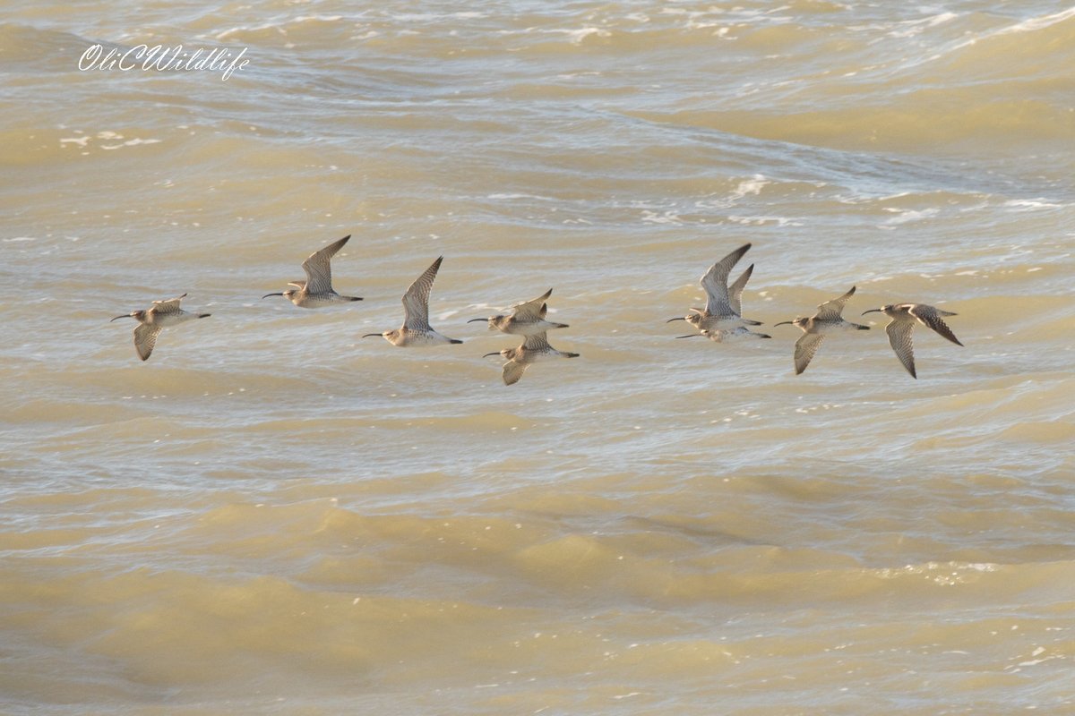 OliCWildlife's tweet image. A good morning at Dungeness with both Pomarine and Arctic Skuas, as well as Auks and lots of passage waders! #Birding #UKBirding #UKWildlife #KentBirding