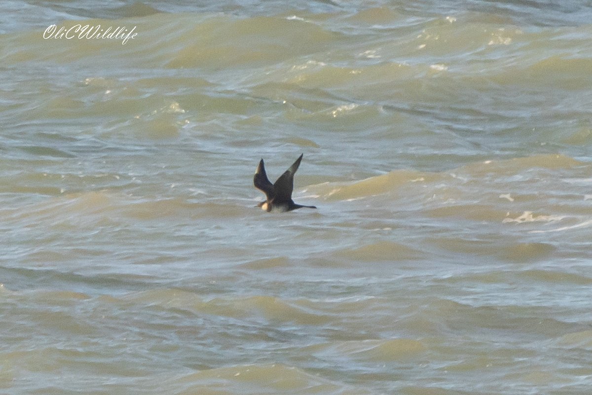 OliCWildlife's tweet image. A good morning at Dungeness with both Pomarine and Arctic Skuas, as well as Auks and lots of passage waders! #Birding #UKBirding #UKWildlife #KentBirding