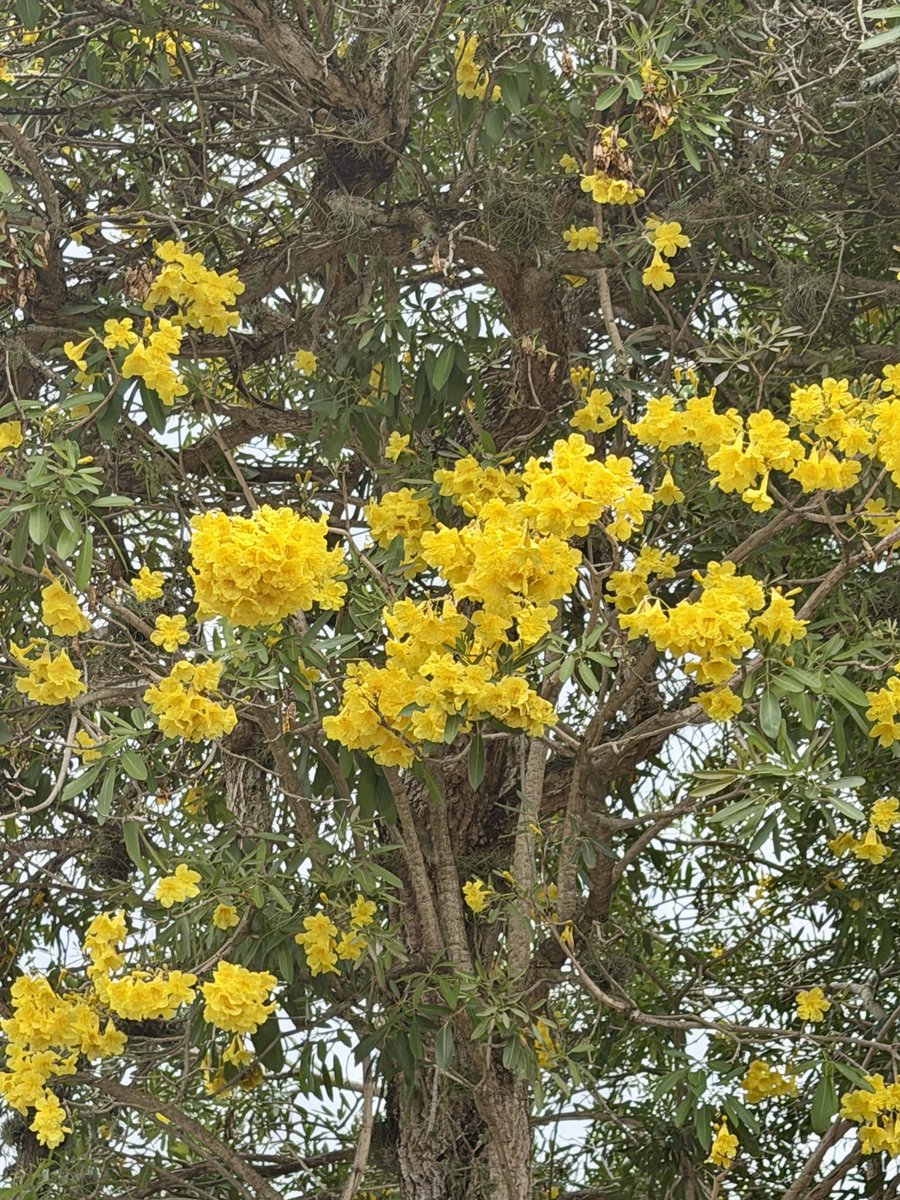 PatriciaSchaefR's tweet image. #LaVida es la sonrisa que ilumina nuestro rostro al ver los árboles florecidos. ¡Feliz #jueves a todos! ❤️ #flores #vida #paz #salud #esperanza #respeto #empatia #libertad #fe #araguaney #guayacan