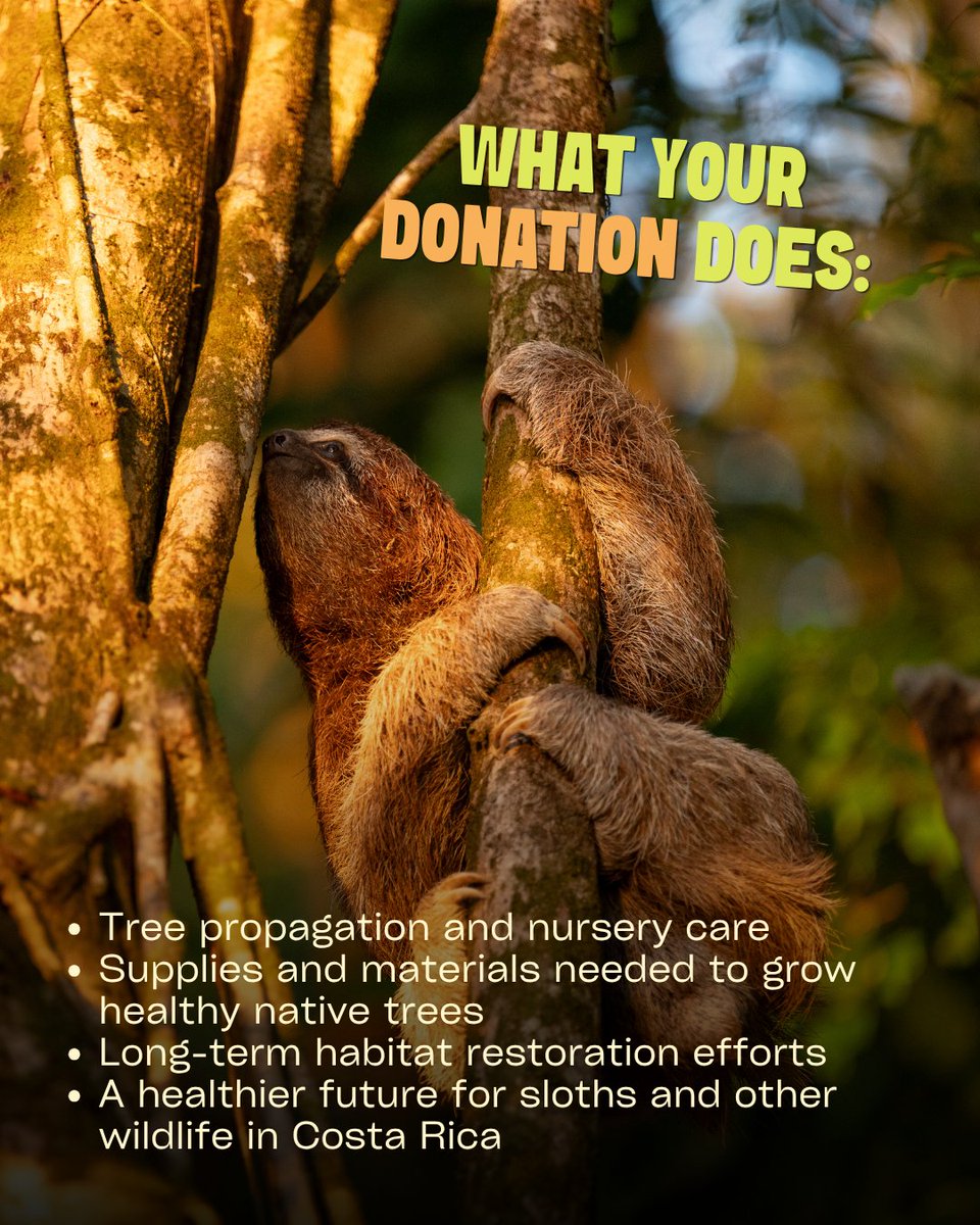 The Sloth Institute tweet media