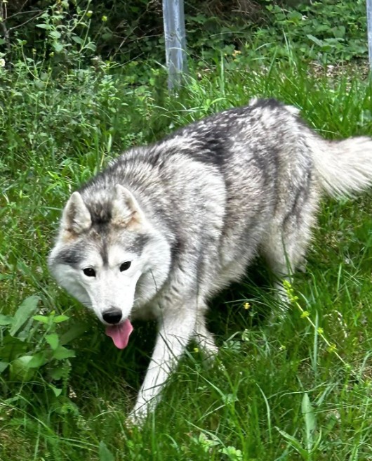 Missing Animaux 81 tweet media