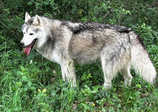 Missing Animaux 81 tweet media