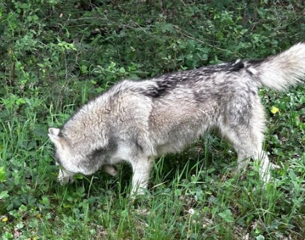 Missing Animaux 81 tweet media